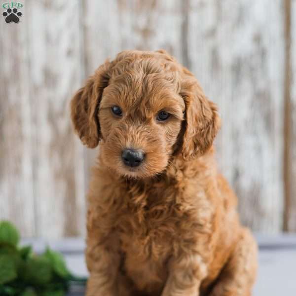 Teresa, Mini Goldendoodle Puppy